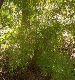 Mexican Weeping Bamboo Plant 
